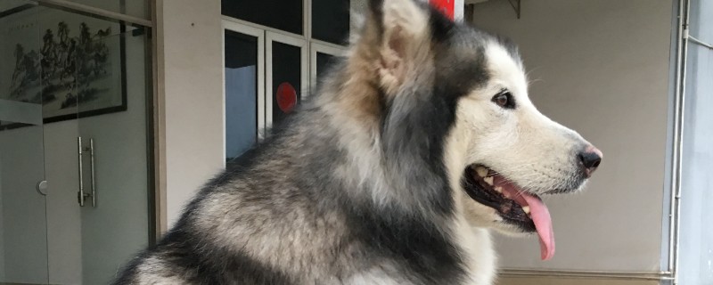阿拉斯加鼻子中间变粉