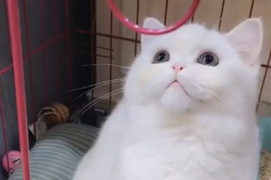 猫尿道堵塞自家处理