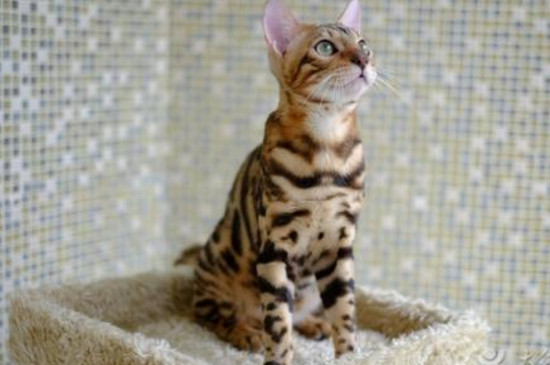 虎猫和豹猫的区别