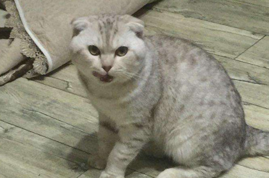 公猫绝育的坏处