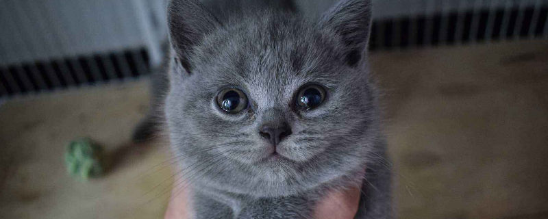 养蓝猫缺点
