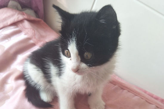 猫受到惊吓多久恢复