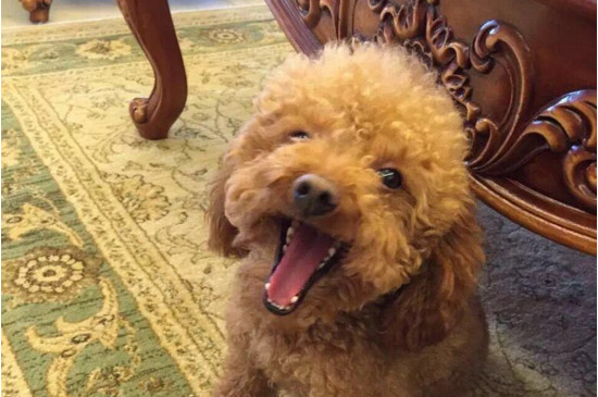 泰迪犬恨主人的表现