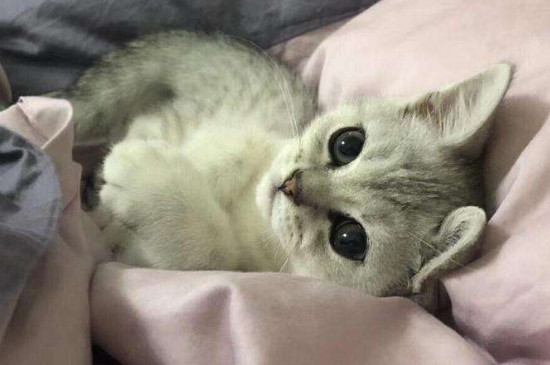 公猫会遗传给小猫什么