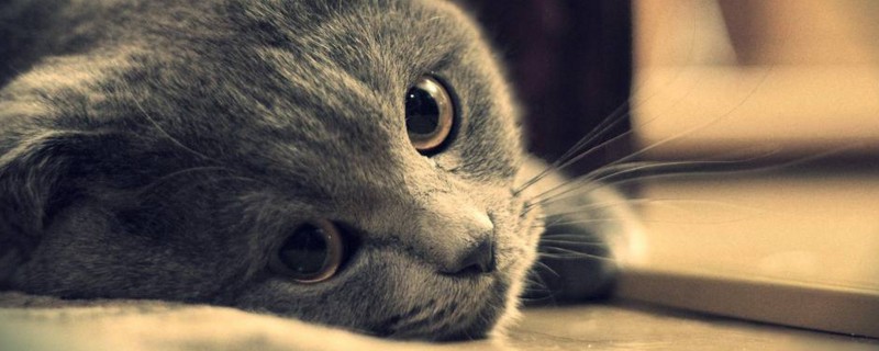 全身灰色的猫是什么猫