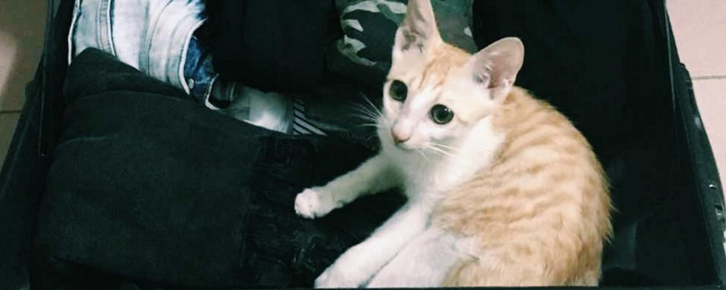 养猫会皮肤过敏吗