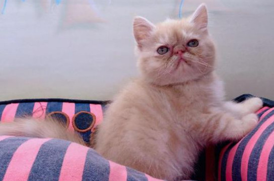 小猫脐带处鼓包