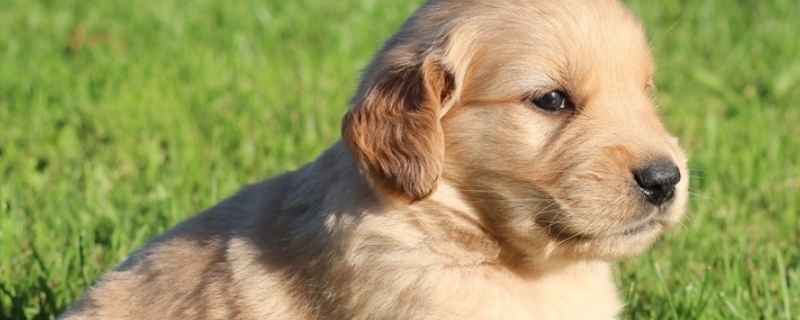 狗狗感冒和犬瘟的区别