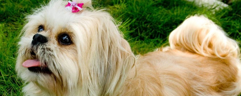 西施犬为什么这么贵