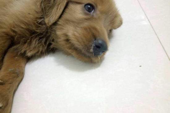 狗拉肚子呕吐怎么办