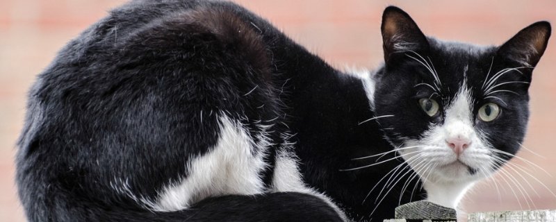 猫咪流口水滴水状
