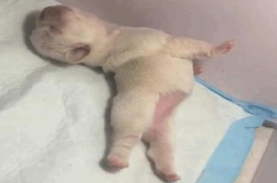 狗一天睡几个小时