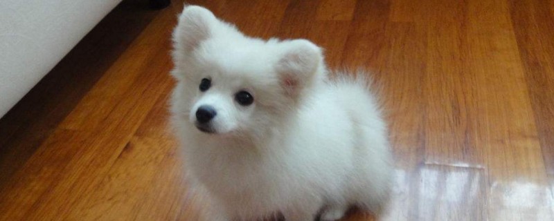 银狐犬能长多大