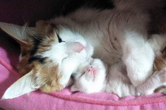猫怀孕胎死腹中的表现