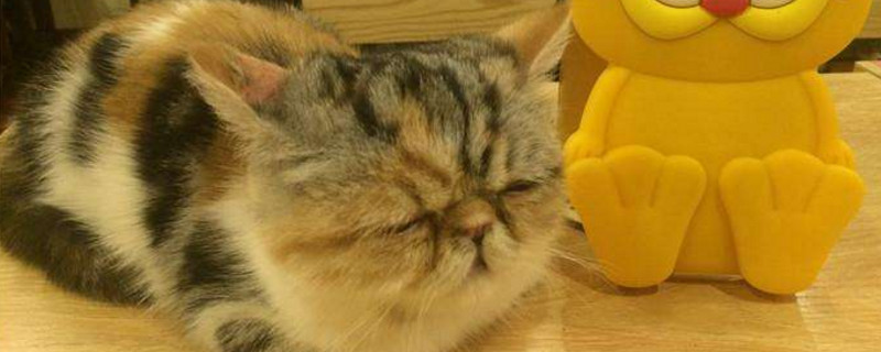 加菲猫多久洗一次澡