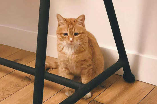 被猫挖了出血要不要打