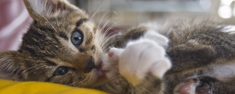 猫肚子里摸到圆形硬物