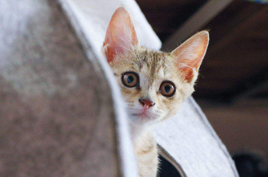 猫为什么要绝育