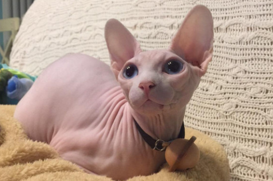 大耳猫是什么品种
