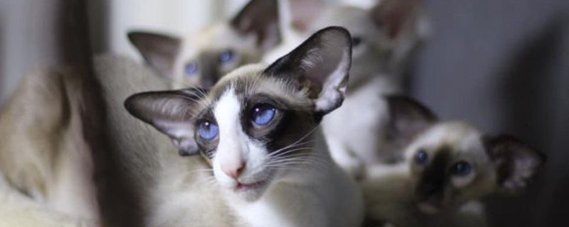 大耳猫是什么品种