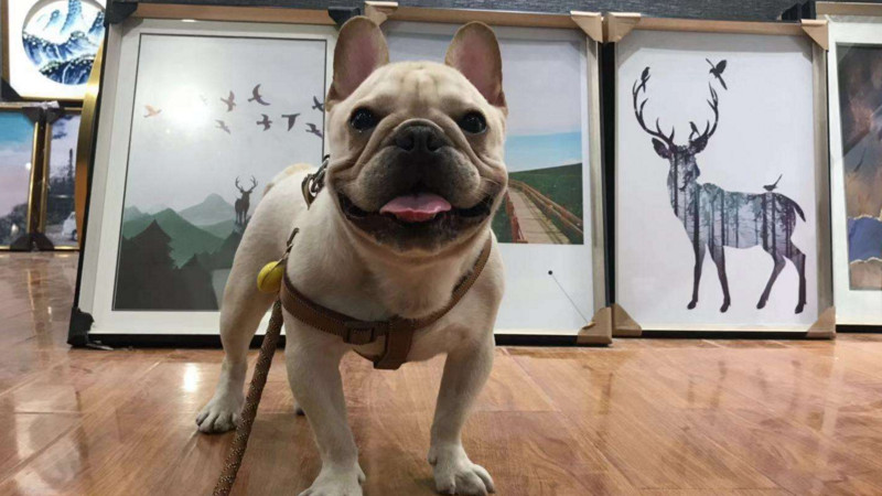 法斗为什么不买公的