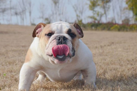 斗牛犬眼睛红正常吗