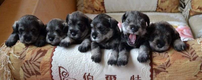 小狗吃了成犬粮怎么办