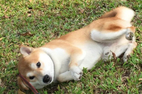柴犬丢了一般会躲哪里