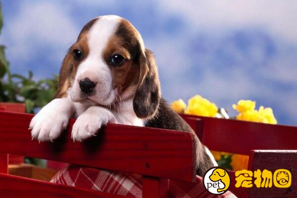比格猎犬的智商不太高，饲养起来都有哪些优缺点