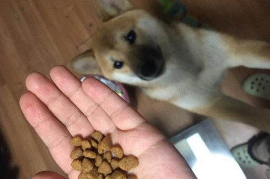 泡狗粮的水要倒掉吗