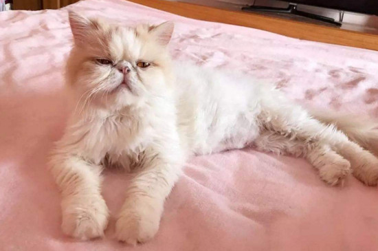 猫拉稀呕吐不吃东西