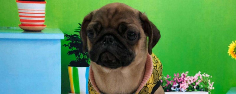 巴哥犬对主人忠诚度