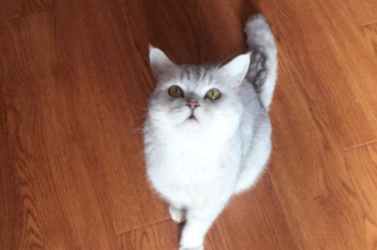 母猫配种后还会发情吗