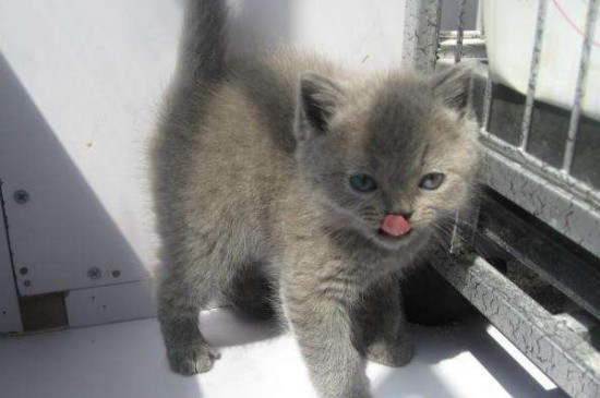 猫咪的嘴巴可以打吗