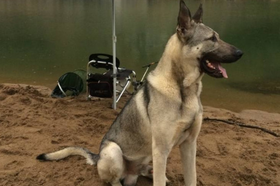 狼青犬会保护主人吗
