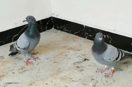 鸽子养多久才不怕飞走