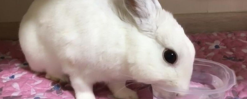 兔子死的时候闭眼吗