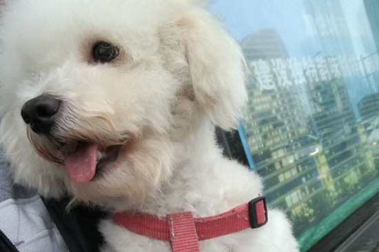 比熊犬的优缺点