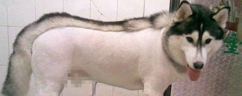 狗狗剪完毛之后不正常