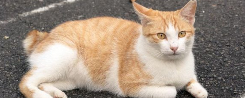 怎么让猫咪熄灯就睡觉