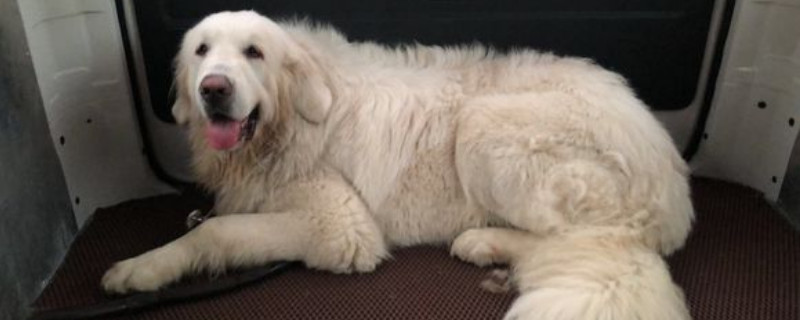 大白熊犬护主吗