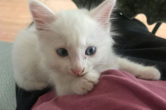 猫怀孕掉毛严重怎么办