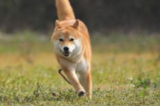 柴犬舌头黑紫色正常吗