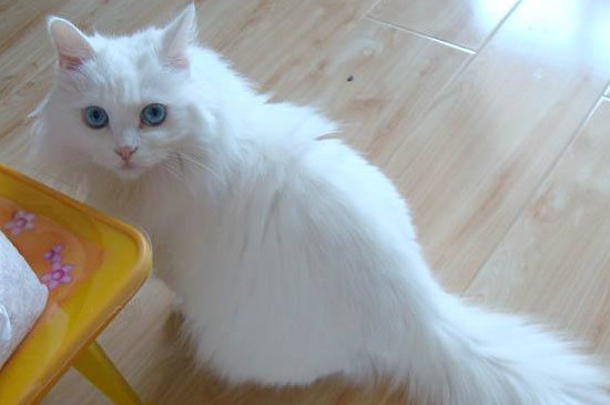猫咪春季掉毛要多久