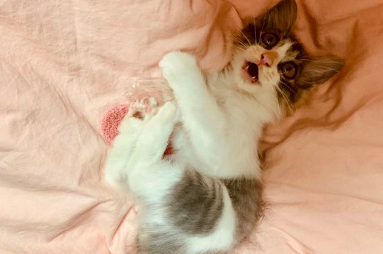 猫吹电风扇会感冒吗