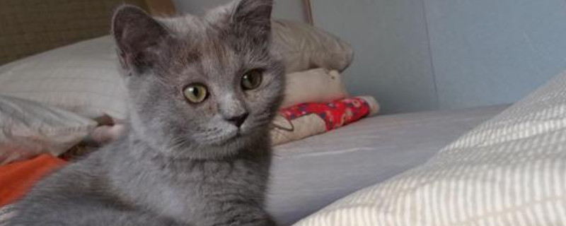 猫咪受惊吓得了猫传腹