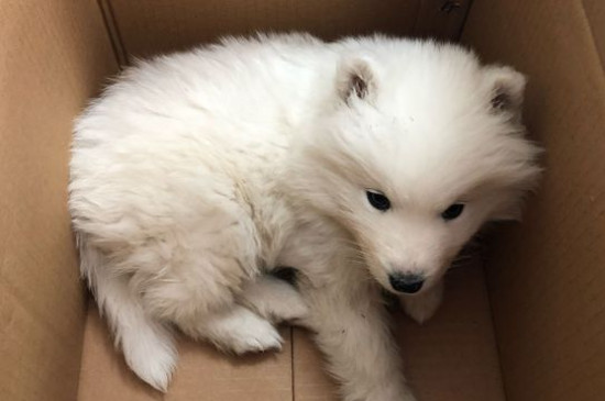 小萨摩耶犬多少钱一只，纯种萨摩耶幼犬价格在3500～8800元