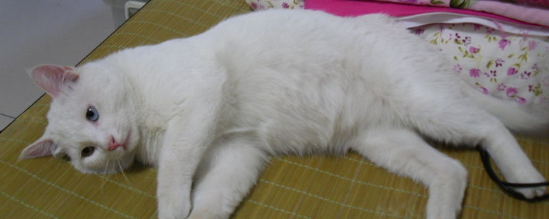 两只公猫可以一起养吗