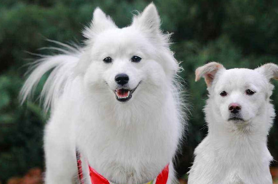 银狐犬什么时候爆毛
