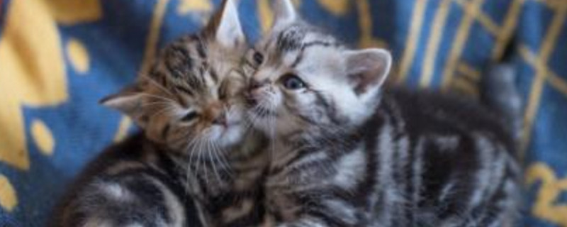 自制幼猫猫粮